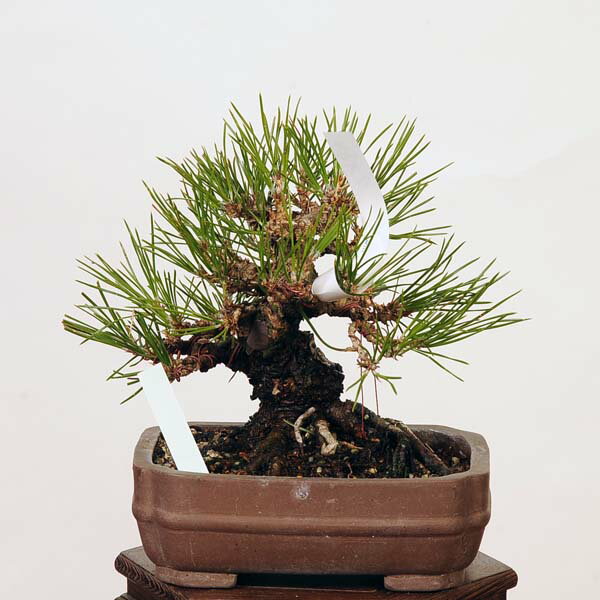 盆栽 特選：三河黒松*　現品 くろまつ　クロマツ　Kuromatsu bonsai 小品盆栽