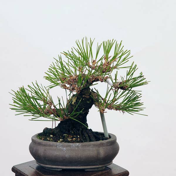 盆栽 特選：三河黒松*　現品 くろまつ　クロマツ　Kuromatsu bonsai 小品盆栽