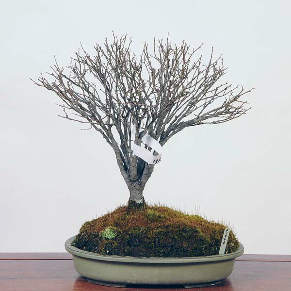 盆栽：欅(けやき)　現品*ケヤキ Zelkova serrata　Keyaki bonsai 中品盆栽