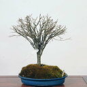 盆栽：欅(けやき)　現品*ケヤキ Zelkova serrata　Keyaki bonsai 中品盆栽