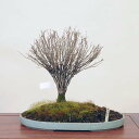 盆栽：欅(けやき)　現品*ケヤキ Zelkova serrata　Keyaki bonsai 中品盆栽