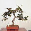 盆栽：椿 (岩根絞り)　現品 *つばき　ツバキ Camellia japonica Tsubaki bonsai 中品盆栽