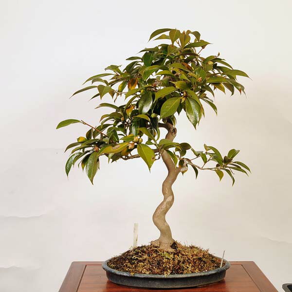 盆栽：椿(大神楽)　現品 *つばき　ツバキ Tsubaki bonsai Camellia japonica【大型ヤマト便配送】 大品盆栽 2