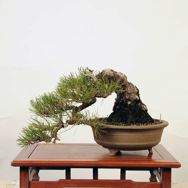 盆栽：特選三河黒松現品*くろまつ　クロマツ　kuromatsu bonsai　Pinus thunbergii　大品盆栽 佐川便配送