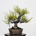 盆栽 特選：三河黒松*　現品 くろまつ　クロマツ　Kuromatsu bonsai 小品盆栽