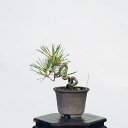 盆栽：三河黒松*　現品 くろまつ　クロマツ　Kuromatsu bonsai 小品盆栽