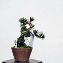 ~́F()*@i ܂@N}c@Kuromatsu bonsai i~