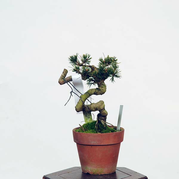 盆栽：五葉松(八紘)*　現品 ごようまつ　ゴヨウマツ　Goyoumatsu bonsai 小品盆栽