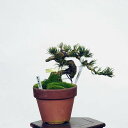 盆栽：五葉松(八紘)*　現品 ごようまつ　ゴヨウマツ　Goyoumatsu bonsai 小品盆栽