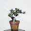 盆栽：黒松(万寿丸)*　現品 くろまつ　クロマツ　Kuromatsu bonsai 小品盆栽