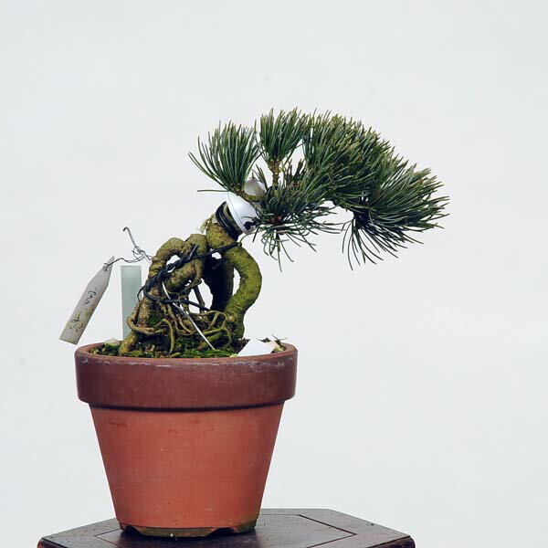 盆栽：五葉松(宮島)*　現品 ごようまつ　ゴヨウマツ　Goyoumatsu bonsai 小品盆栽