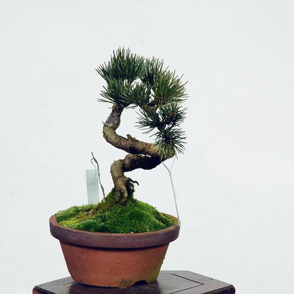 盆栽：五葉松(宮島)*　現品 ごようまつ　ゴヨウマツ　Goyoumatsu bonsai 小品盆栽