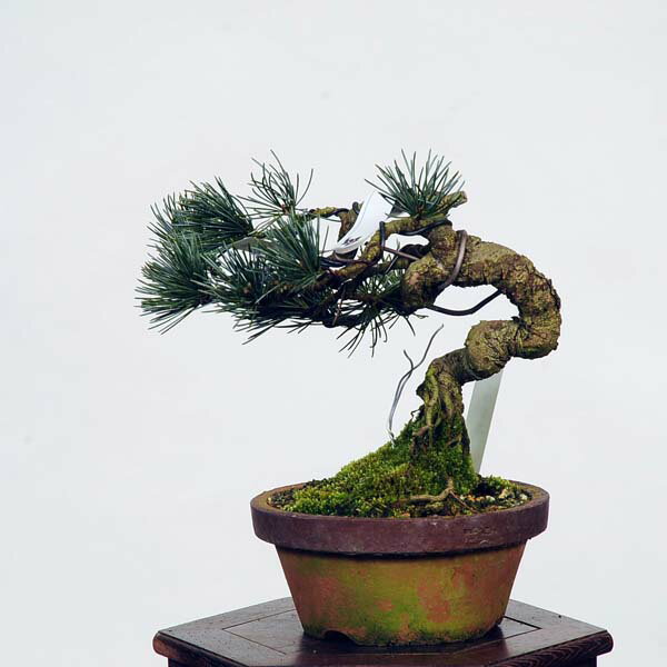 盆栽：五葉松(安達太良)*　現品 ごようまつ　ゴヨウマツ　Goyoumatsu bonsai 小品盆栽