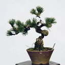 盆栽：五葉松(安達太良)*　現品 ごようまつ　ゴヨウマツ　Goyoumatsu bonsai 小品盆栽