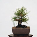 ~́FO͍*@i ܂@N}c@Kuromatsu bonsai i~