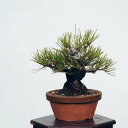 ~́FO͍*@i ܂@N}c@Kuromatsu bonsai i~
