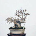 盆栽：楓石付　現品*かえで　カエデ　Kaede bonsai Acer 小品盆栽