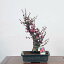 盆栽：紅梅(こうばい)現品*うめ　ウメ　Prunus mume　Koubai bonsai 中品盆栽