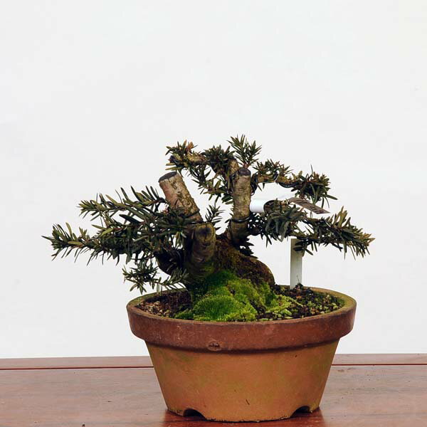 盆栽 特選：一位(イチイ）　現品*いちい Taxus cuspidata Ichii bonsai 中品盆栽 2