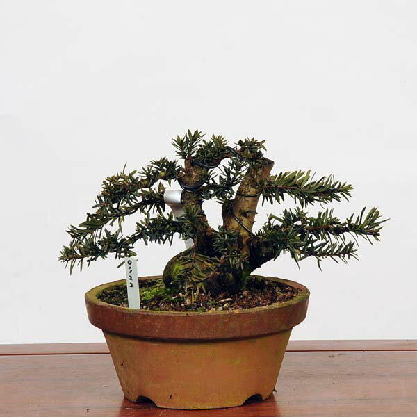 盆栽 特選：一位(イチイ）　現品*いちい Taxus cuspidata Ichii bonsai 中品盆栽 1