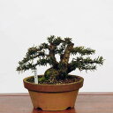 盆栽 特選：一位(イチイ）　現品*いちい Taxus cuspidata Ichii bonsai 中品盆栽