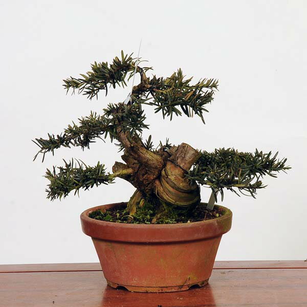盆栽 特選：一位(イチイ）　現品*いちい Taxus cuspidata Ichii bonsai 中品盆栽