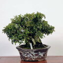 盆栽 特選：磯山椒石付(いそざんしょう)現品*サンショウ　Isozansyo　Osreomeles anthyllidifolia var. subrotunda中品盆栽