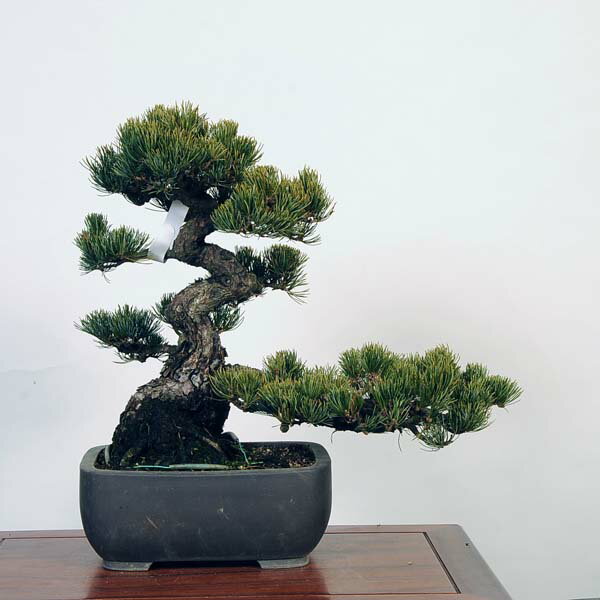 盆栽 特選：五葉松*現品 ごようまつ　ゴヨウマツ　Goyoumatsu bonsai 中品盆栽