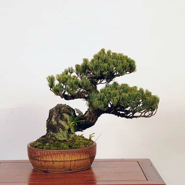 盆栽 特選：五葉松*現品 ごようまつ　ゴヨウマツ　Goyoumatsu bonsai 中品盆栽