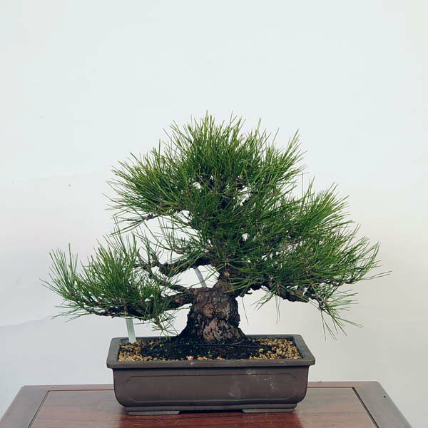 盆栽 特選：三河黒松*　現品 くろまつ　クロマツ　Kuromatsu bonsai 中品盆栽 2