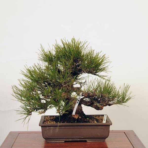 盆栽 特選：三河黒松*　現品 くろまつ　クロマツ　Kuromatsu bonsai 中品盆栽 1