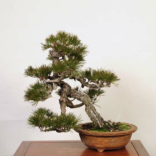 盆栽 特選：三河黒松*　現品 くろまつ　クロマツ　Kuromatsu bonsai 中品盆栽