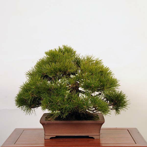 盆栽 特選：三河黒松*　現品 くろまつ　クロマツ　Kuromatsu bonsai 中品盆栽 2