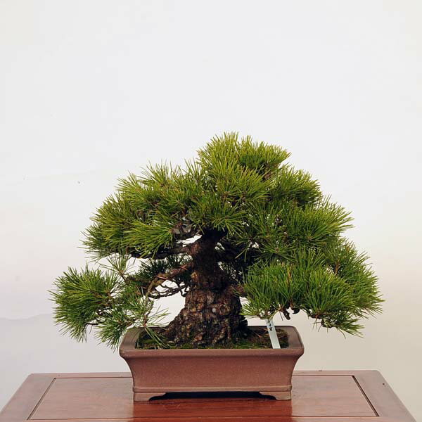 盆栽 特選：三河黒松*　現品 くろまつ　クロマツ　Kuromatsu bonsai 中品盆栽 1