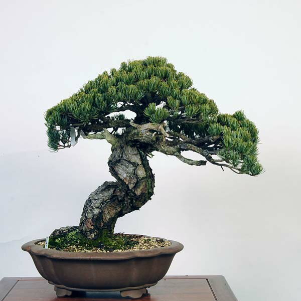 盆栽 特選：五葉松* 現品 ごようまつ ゴヨウマツ Goyoumatsu bonsai 大品盆栽 大型ヤマト便配送 1