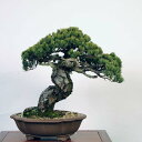 ~ IFܗt* i 悤܂ SE}c Goyoumatsu bonsai i~ ^}g֔z