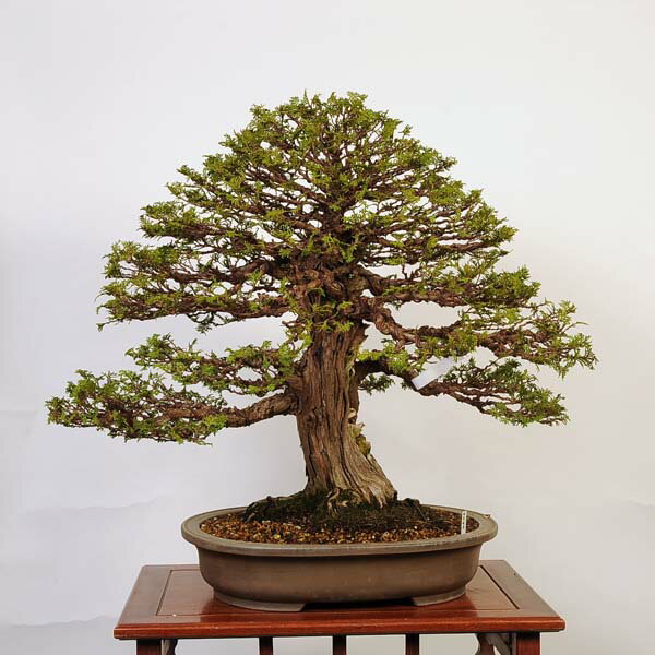 盆栽 特選：桧 現品*ひのき　ヒノキ　Hinoki bonsai　Chamaecyparis　大品盆栽 佐川便配送