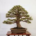 ~ IFO i*Ђ̂@qmL@Hinoki bonsai@Chamaecyparis@i~ ֔z