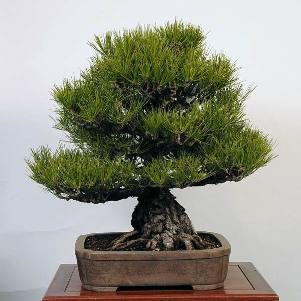 盆栽：特選三河黒松現品*くろまつ　クロマツ　kuromatsu bonsai　Pinus thunbergii　大品盆栽 佐川便配送