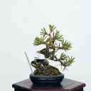 盆栽 特選：三河黒松*　現品 くろまつ　クロマツ　Kuromatsu bonsai 小品盆栽