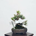 ~ IFO͍*@i ܂@N}c@Kuromatsu bonsai i~