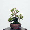 ~ IFO͍*@i ܂@N}c@Kuromatsu bonsai i~