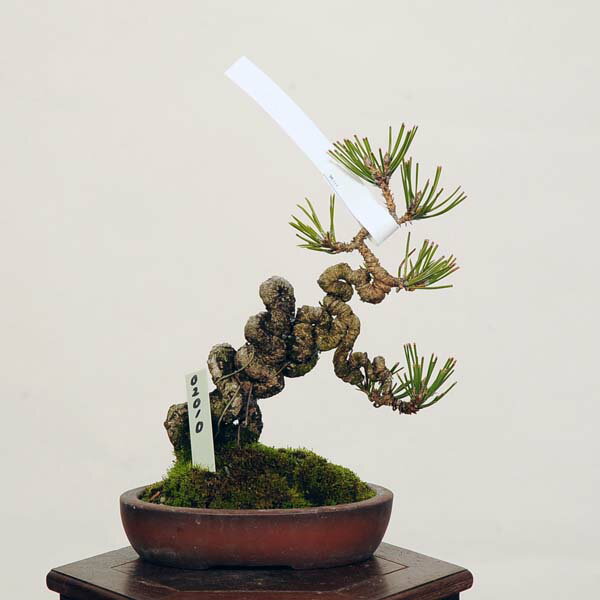 盆栽 特選：三河黒松*　現品 くろまつ　クロマツ　Kuromatsu bonsai 小品盆栽 1