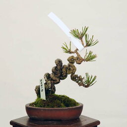 盆栽 特選：三河黒松*　現品 くろまつ　クロマツ　Kuromatsu bonsai 小品盆栽