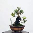 ~ IFO͍*@i ܂@N}c@Kuromatsu bonsai i~