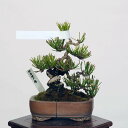 ~ IFO͍*@i ܂@N}c@Kuromatsu bonsai i~