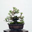 盆栽 特選：三河黒松*　現品 くろまつ　クロマツ　Kuromatsu bonsai 小品盆栽