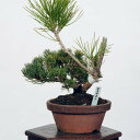 盆栽 特選：五葉松(明星)*　現品 ごようまつ　ゴヨウマツ　Goyoumatsu bonsai 小品盆栽