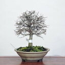 盆栽：欅(けやき)　現品*ケヤキ Zelkova serrata　Keyaki bonsai 中品盆栽