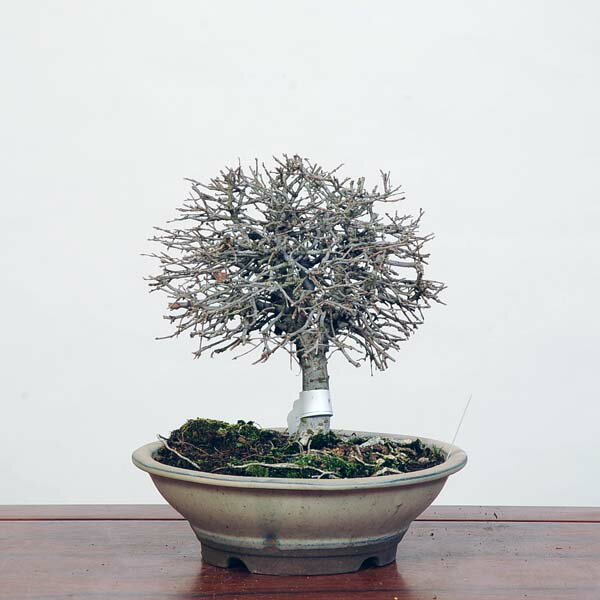 盆栽：欅(けやき)　現品*ケヤキ Zelkova serrata　Keyaki bonsai 中品盆栽